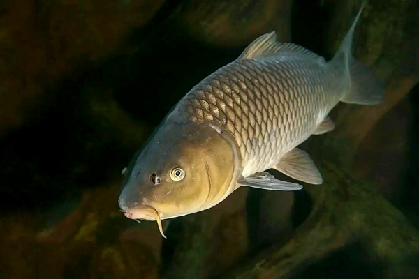 養(yǎng)哪種魚可以放沸石粉？又如何使用呢？