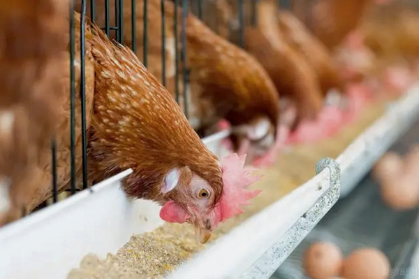 沸石粉用作飼料添加劑有什么優(yōu)點？