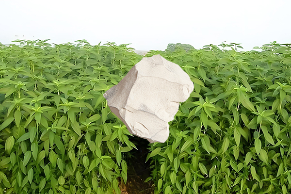 黃麻種植過(guò)程中添加沸石能否有效提升產(chǎn)量？-國(guó)投盛世