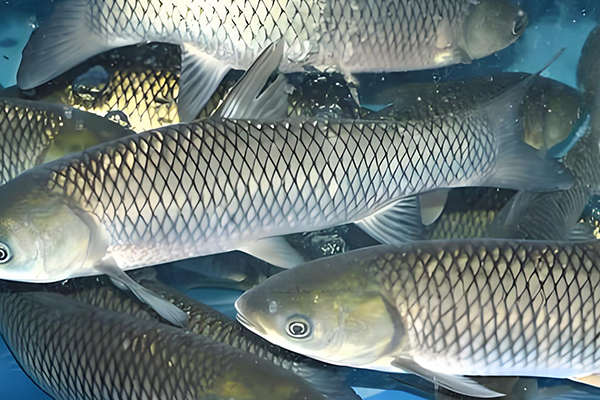 天然沸石在養(yǎng)殖草魚(yú)時(shí)的作用如何？
