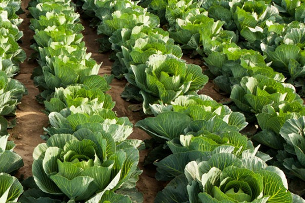 為什么在種植甘藍時添加沸石能促進生長？-國投盛世