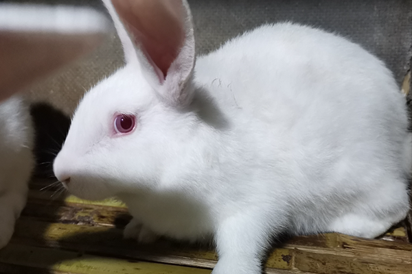 飼養家兔時可以使用沸石嗎？