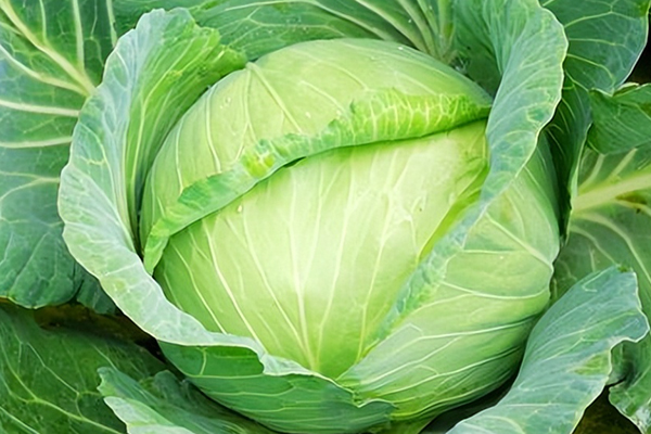 種植包菜時(shí)加入沸石能提升產(chǎn)量嗎？-國(guó)投盛世