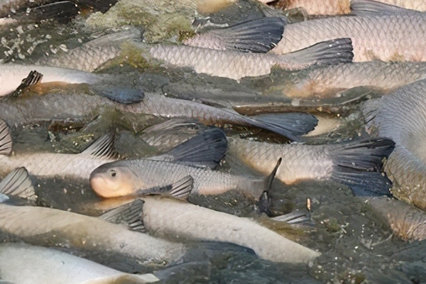 養(yǎng)殖青魚(yú)時(shí)加入沸石有什么獨(dú)特優(yōu)勢(shì)嗎？