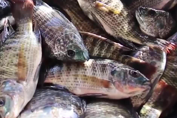 養(yǎng)羅非魚(yú)時(shí)加入沸石能帶來(lái)哪些好處？-國(guó)投盛世