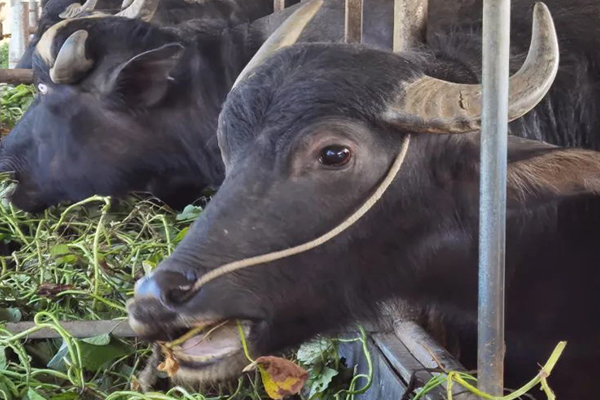沸石能提升水牛飼養(yǎng)效率嗎？-國投盛世