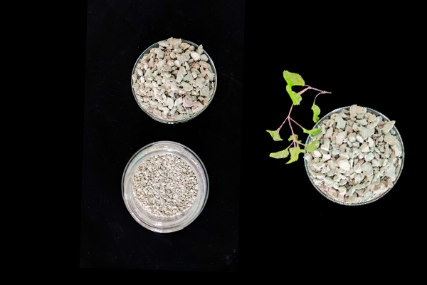 大豆種植何時添加沸石效果最佳？
