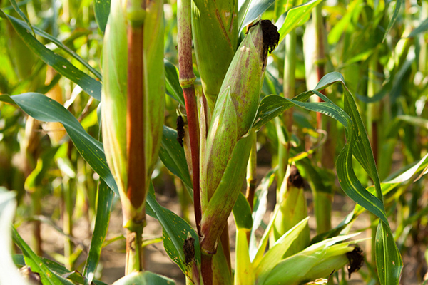 玉米種植何時添加沸石效果最佳？-國投盛世
