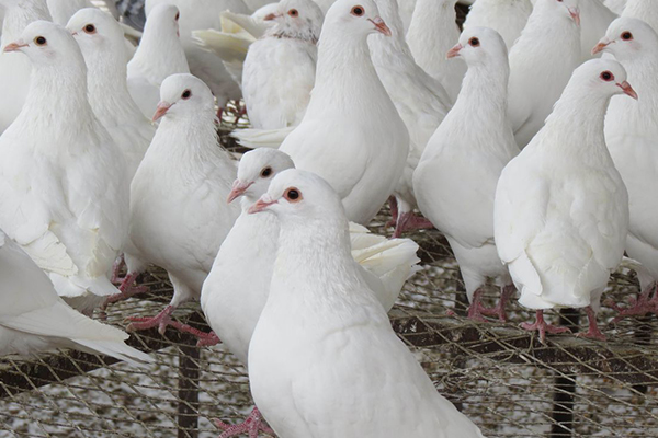 為什么飼養(yǎng)肉鴿時加入沸石能促進健康?-國投盛世