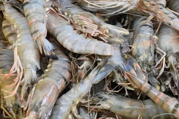 為什么魚蝦養殖加入沸石能優化水質？-國投盛世