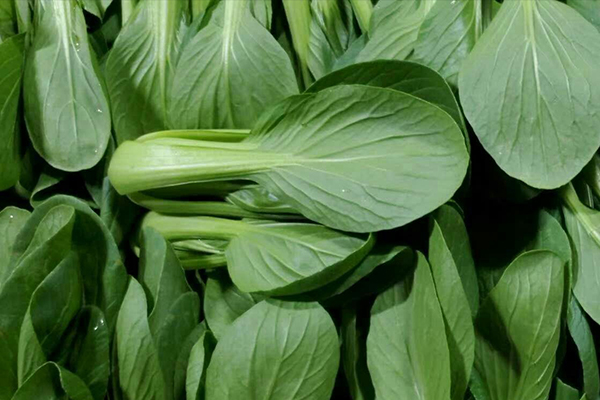種植小油菜使用沸石能增產嗎？