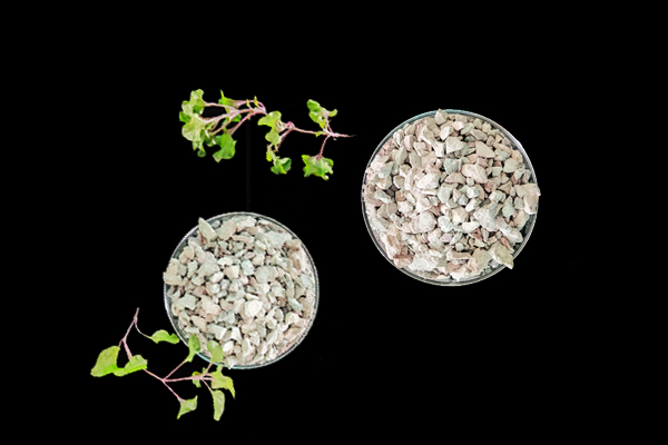 種植小油菜使用沸石能增產嗎？
